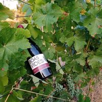 En Galicia, maduran los vinos con métodos tradicionales