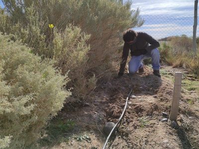Convirtieron las tierras áridas de Neuquén en lugares productivos para la plantación