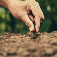2 plantas que podés sembrar en mayo para ahorrar en unos meses mucho dinero en verdulería