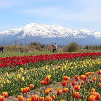 La primavera llegó a Chubut: abrió la temporada de tulipanes en Trevelin