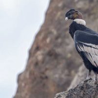 Neuquén tendrá Santuarios del Cóndor en áreas naturales de la zona andina