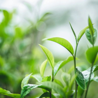 Conocé la planta que crece de forma silvestre y tiene propiedades curativas para la piel