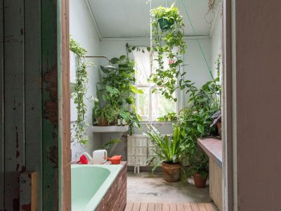 Conocé las plantas colgantes de interior que son hermosas para decorar tu casa