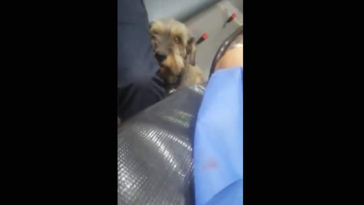El perrito siguió la ambulancia hasta que le permitieron subir y estar con su dueño