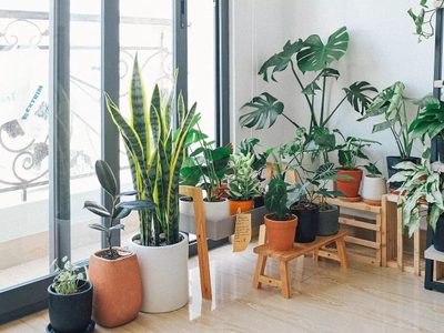 La planta cuya belleza engaña: mirá por qué es considerada una especie tóxica