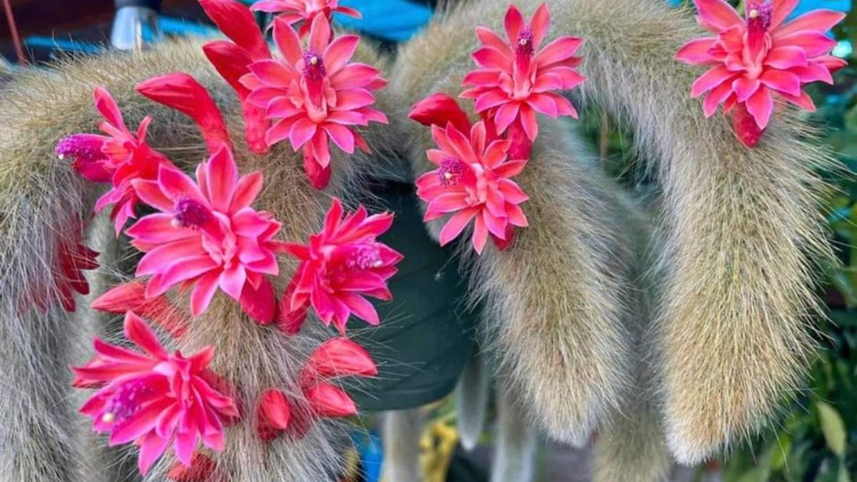 Cactus cola de mono. Fuente: (Instagram).