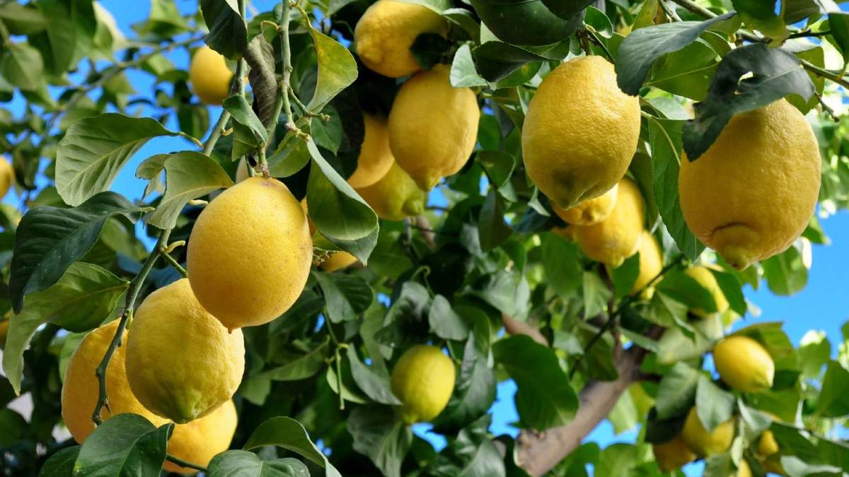 Limonero. Fuente: (Instagram)