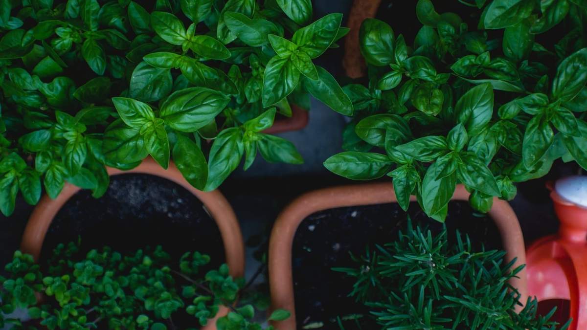 Plantas. Fuente: (Instagram)