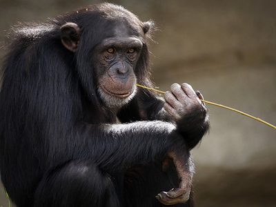 Los chimpancés son más parecidos a los humanos de lo que se pensaba: necesitan aprender de otros