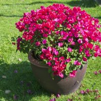 La planta tan común que capaz tenés en tu jardín y podés usar para hacer té gratis