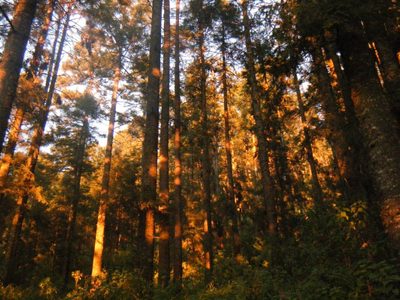 México pierde la tercera parte de su superficie vegetal en tres décadas