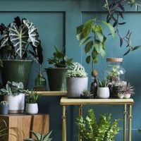 Aprovechá su energía al máximo: la planta que deberías tener en tu casa según tu signo del zodiaco