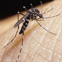No pican a todos por igual: 4 olores que atraen poderosamente a los mosquitos
