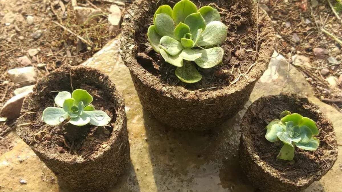Plantas. Fuente: (Instagram).