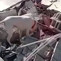 Video de un perro que busca a su dueño entre los escombros no fue grabado en Turquía