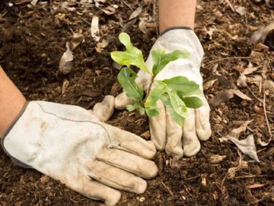 Convocatoria abierta: el plan para recuperar las araucarias en el Parque Nacional Lanin