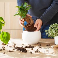 5 tips para trasplantar los cultivos como un experto
