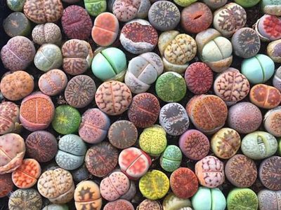 La planta más extraña que querrás tener en casa y te sorprenderá cuando llegue el otoño