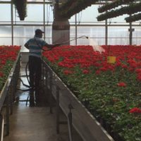 Canadá aplica a trabajadores agrícolas mexicanos vacuna anti covid-19