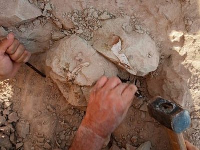 De la estrella de mar culona a los dinosaurios: el nuevo streaming del Conicet