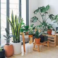 Conocé estas plantas que crecen como arbustos y son perfectas para tener un jardín muy tupido