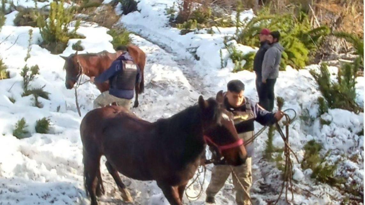 Los individuos, de nacionalidad chilena, se desplazaban a caballo. Fuente: (Parque Nacional Lanín)