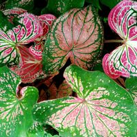 Conocé la planta de hojas coloridas que le dará un toque exótico y deslumbrante a tu jardín