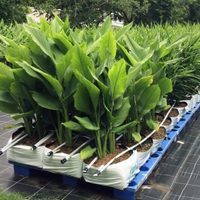 Tomá nota: el secreto para cultivar cúrcuma con éxito en tu casa en menos de 1 año