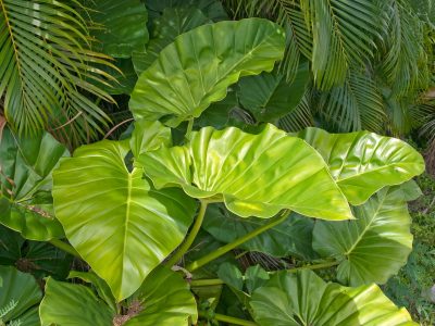 Gigante y bella: la polémica planta "inmortal" que todos quieren tener en su jardín