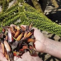 Prohíben recolectar piñones en el Parque Nacional Lanín: habrá multas y decomisos