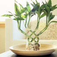 Lo que ocultan los jardineros: el truco para mantener hermosa la planta que protege tu hogar y mejora tu salud