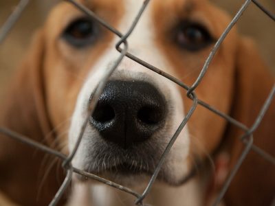 Comenzará a regir un registro de cuidadores irresponsables y maltratadores de animales