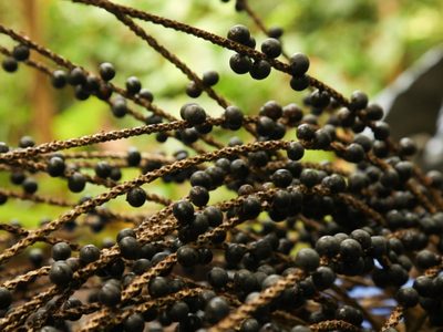 La planta que da el fruto más rico y codiciado con el que se hace un helado natural energizante