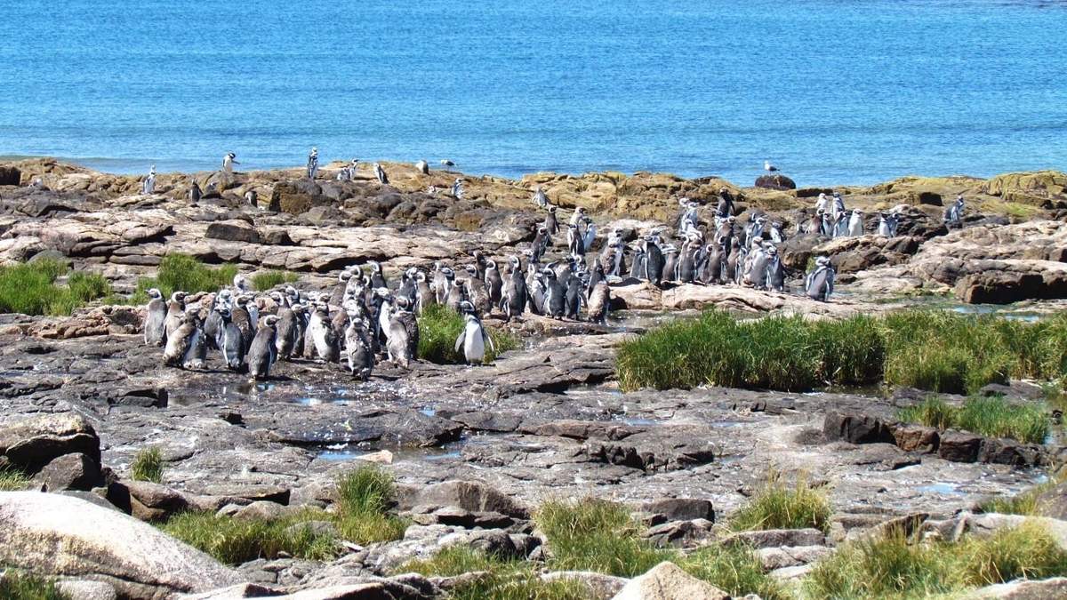 Complejo Islote Lobos sería el 40° Parque Nacional argentino. Fuente: (Twitter)