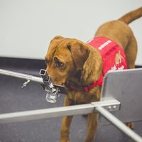 Desarrollan dispositivo para diagnosticar cáncer de próstata con apoyo de perros detectores