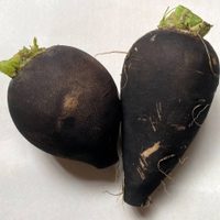 Desarrollan tratamiento contra cálculos biliares con base en el rábano negro