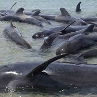 Mueren 24 ballenas varadas en playas de Baja California