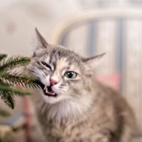 6 plantas que no querrás tener cerca de tus mascotas