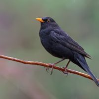 No es el Tordo: el pájaro que sorprende por su capacidad de predecir el futuro
