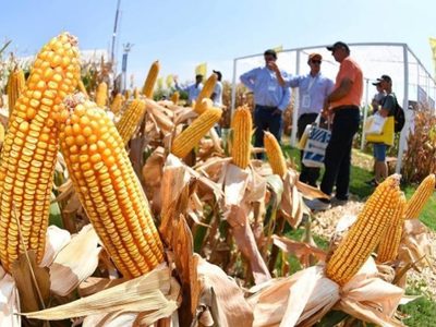 El Gobierno aplica medidas a las exportaciones de granos