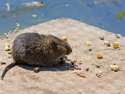 Coronavirus: reportan el hallazgo de ratas hambrientas y agresivas por falta de alimento
