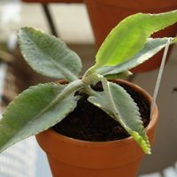 Orejas de burro: cómo cuidar esta planta de interior resistente e ideal para principiantes