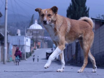 Tribunal federal ordena reconocer como víctima indirecta a quienes denuncien maltrato animal