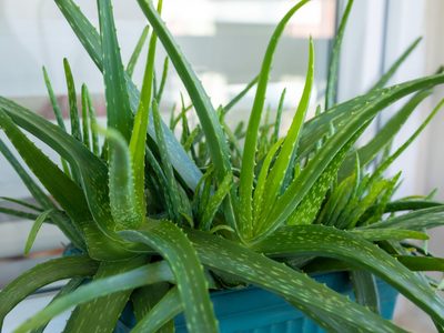 Lo que ocultan los jardineros: el secreto para que tu planta de Aloe Vera no se seque y dure muchos años