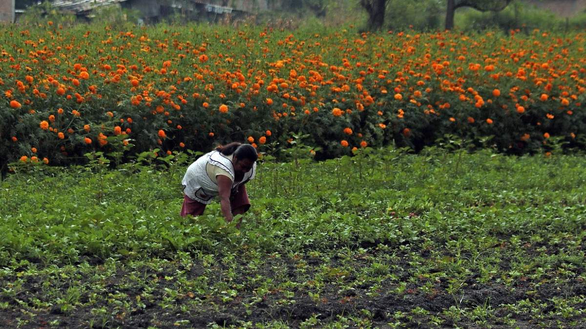 El trabajo agropecuario es la actividad peor pagada