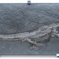 Un nuevo reptil marino con un cuello excepcionalmente largo emerge del Jurásico