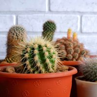 Cactus: cómo transplantarlos sin sufrir daños en las manos y de la forma más sencilla