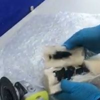 Decomisan metanfetamina oculta dentro de una vela en el aeropuerto de Tijuana
