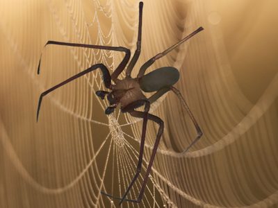 ¿Cuántas especies de araña violinista hay en México?