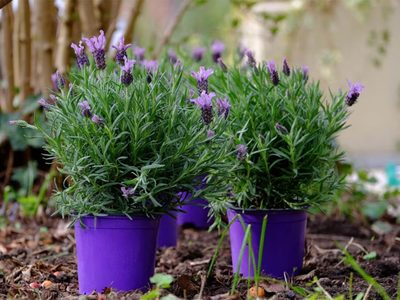 Cuándo tenés que podar tu planta de Lavanda para que crezca rozagante y sana todo el año